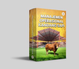 manajemen operasional kandang sapi