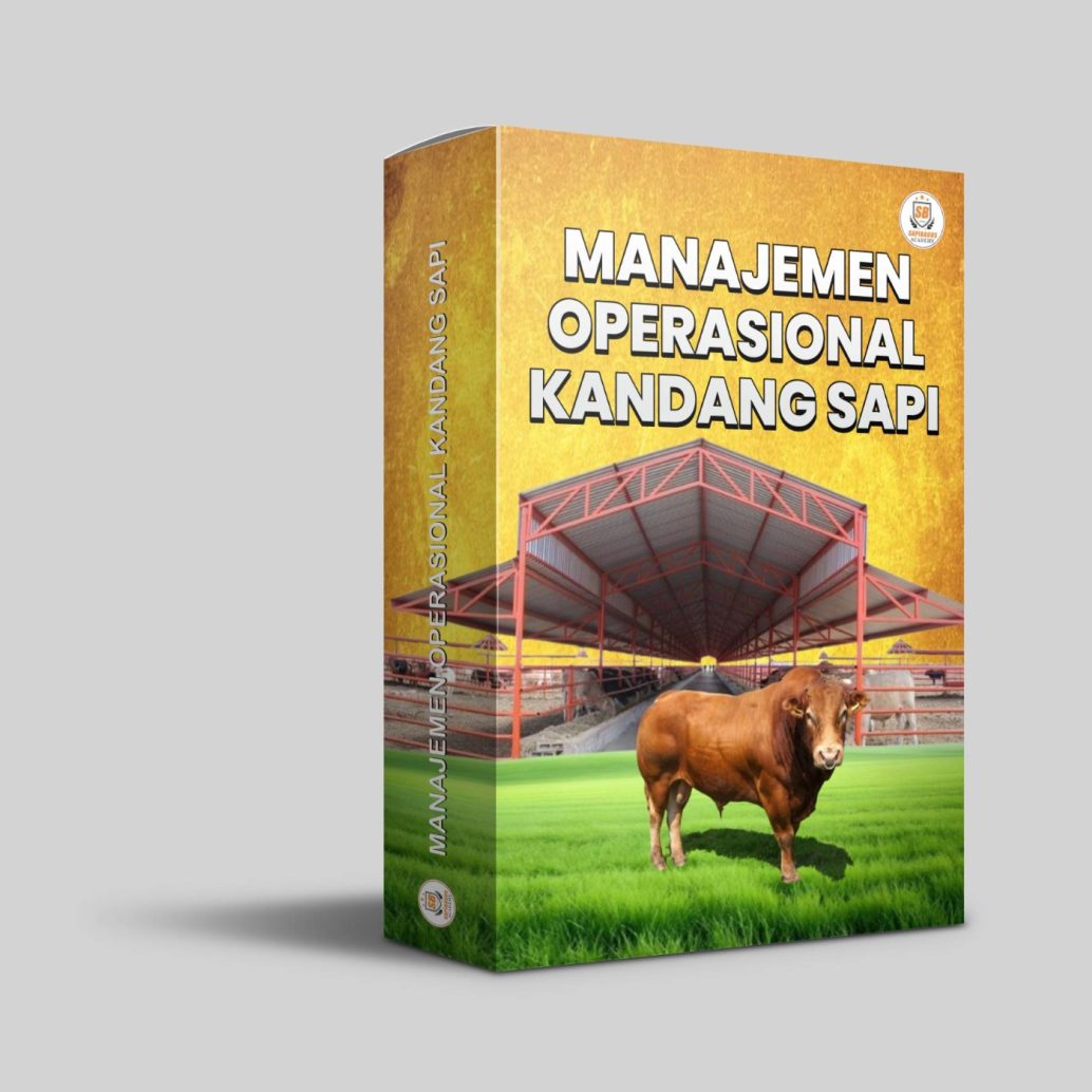 manajemen operasional kandang sapi
